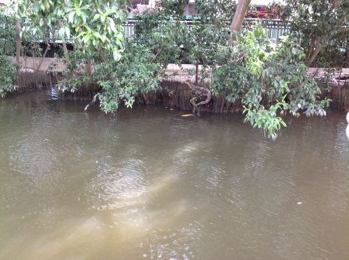 馬六甲河上的大蜥蝪