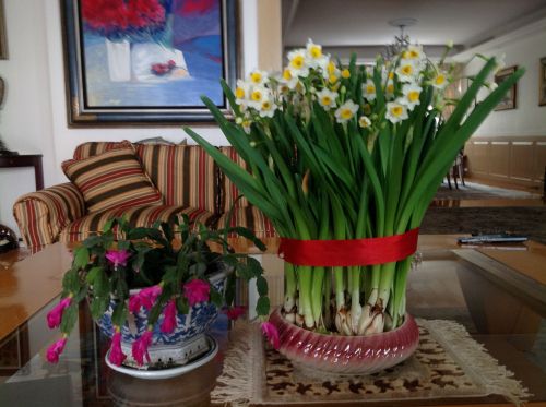 水仙花及蟹爪花